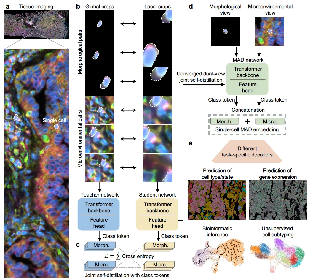 MAD: Microenvironment-Aware Distillation for Virtual Spatial Omics from Microscopy