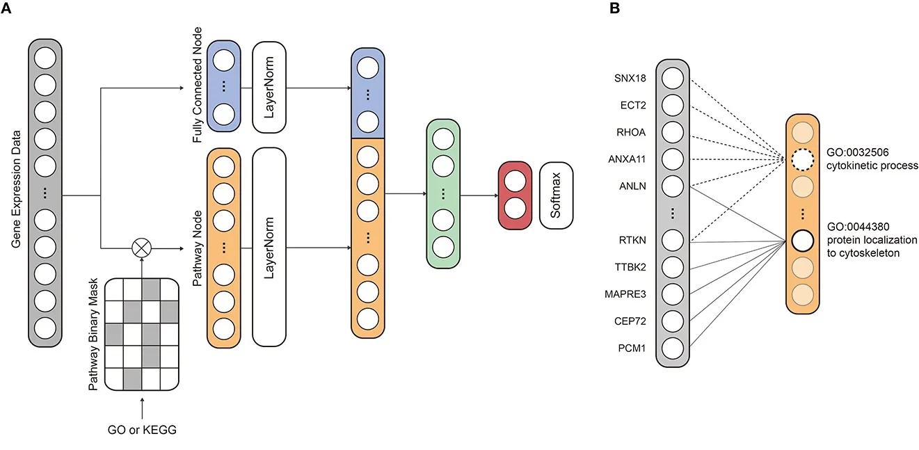 PINNet: A deep neural network with pathway prior knowledge for Alzheimer’s disease