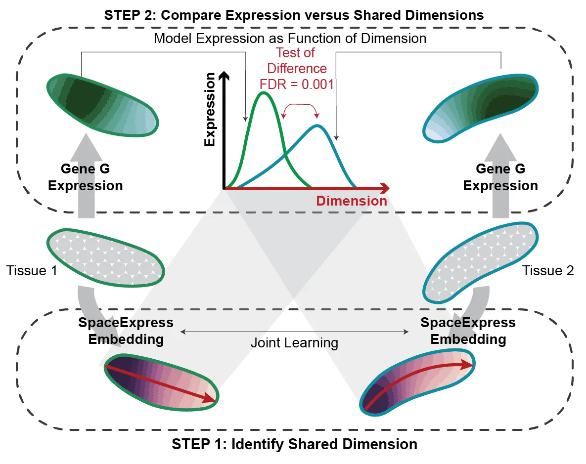 SpaceExpress: A Statistical Framework for Comparative Spatial Transcriptomics